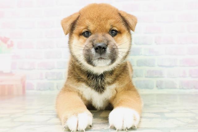 柴犬