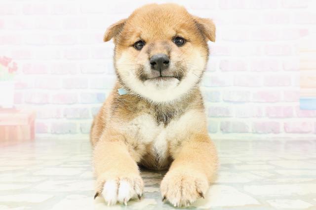 柴犬