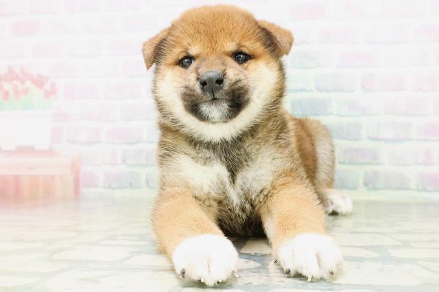 柴犬