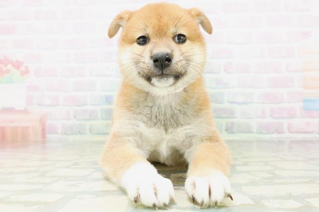 柴犬