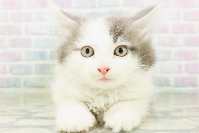 ノルウェージャン・フォレストキャット