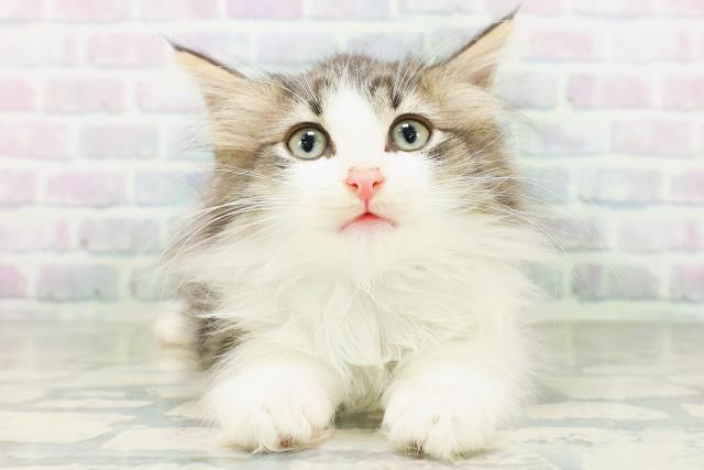 ノルウェージャン・フォレストキャット