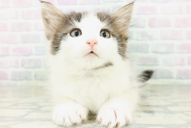 ノルウェージャン・フォレストキャット