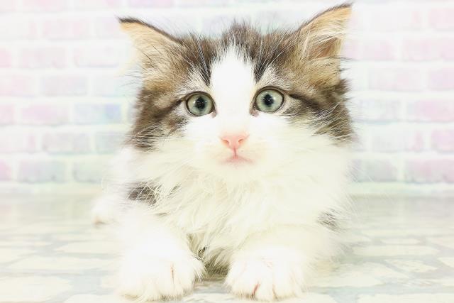 ノルウェージャン・フォレストキャット