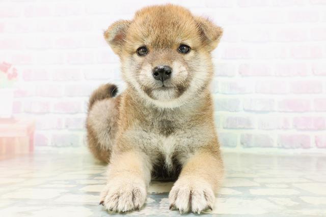 柴犬