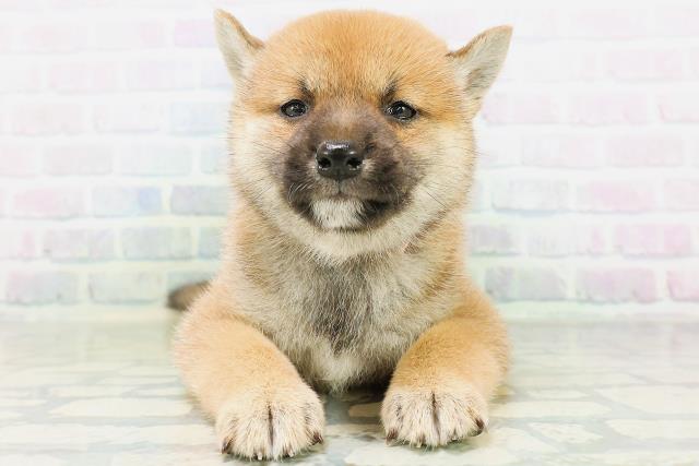 柴犬