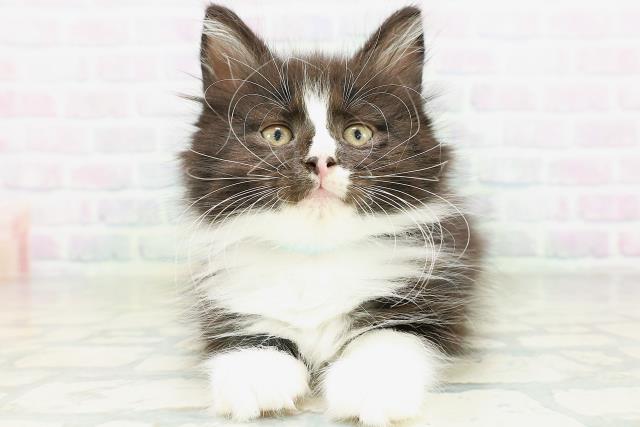 ノルウェージャン・フォレストキャット