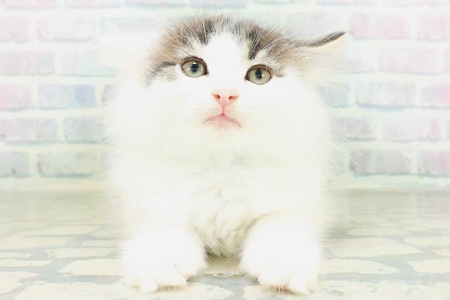 ノルウェージャン・フォレストキャット