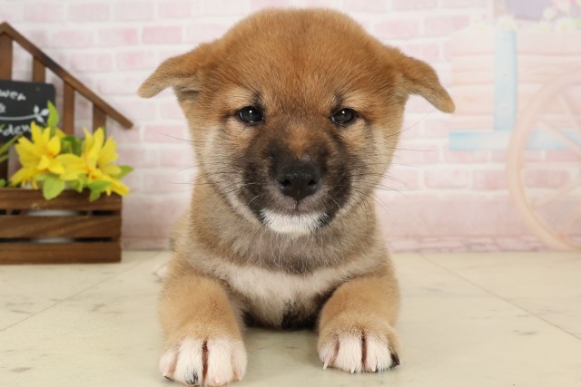 柴犬