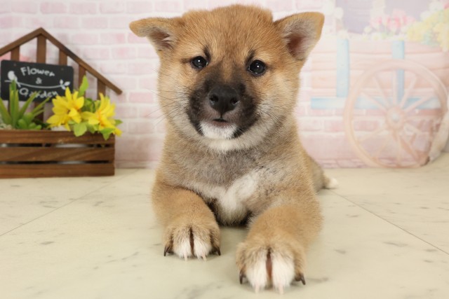柴犬