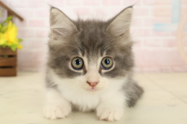 ノルウェージャン・フォレストキャット