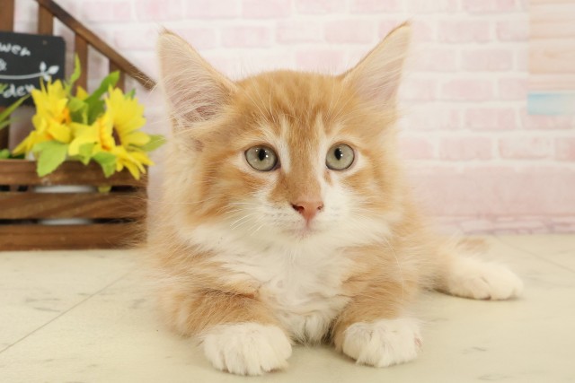 ノルウェージャン・フォレストキャット