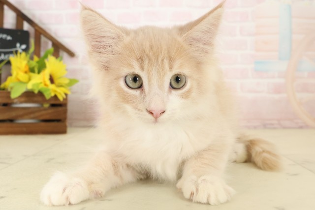 ノルウェージャン・フォレストキャット