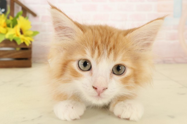 ノルウェージャン・フォレストキャット