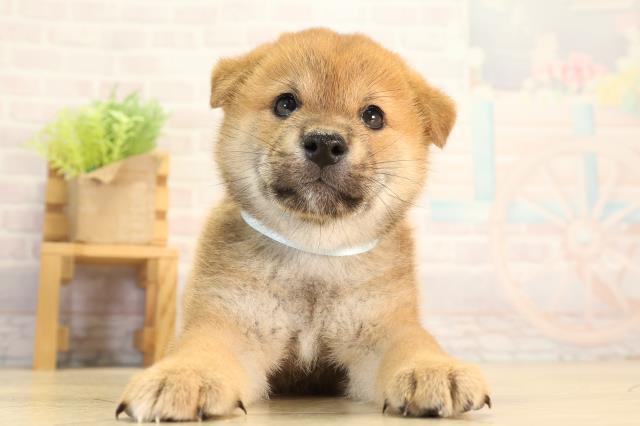 柴犬