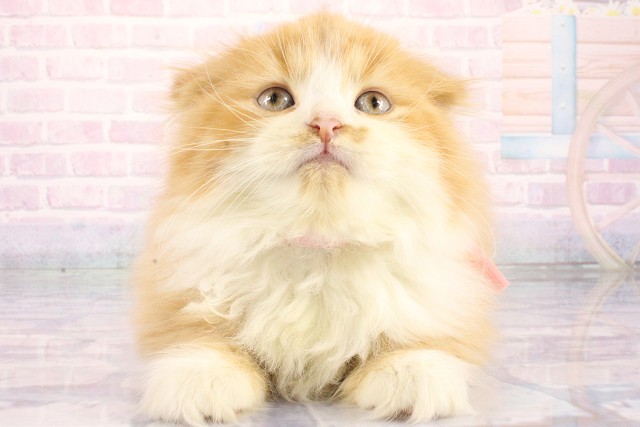 スコティッシュフォールド