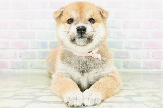 柴犬