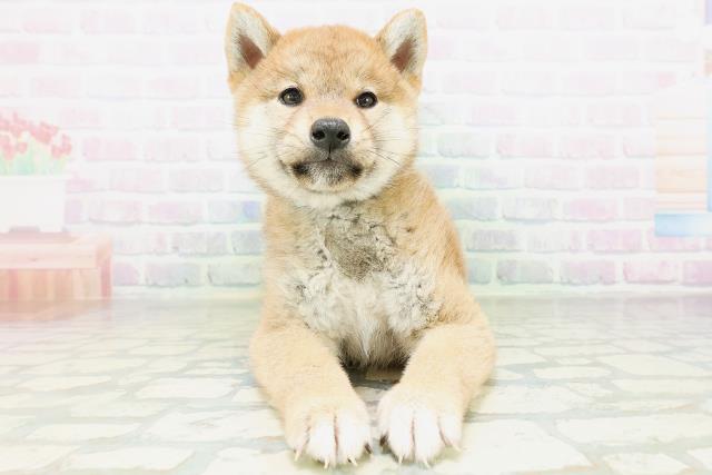 柴犬