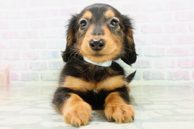 ミニチュア・ダックスフンド