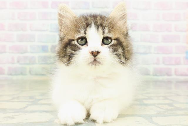 ノルウェージャン・フォレストキャット