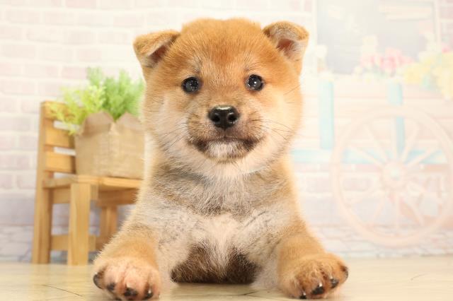 柴犬