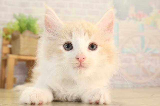 ノルウェージャン・フォレストキャット