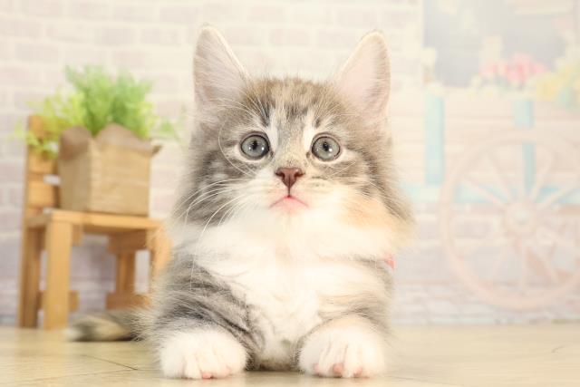 ノルウェージャン・フォレストキャット