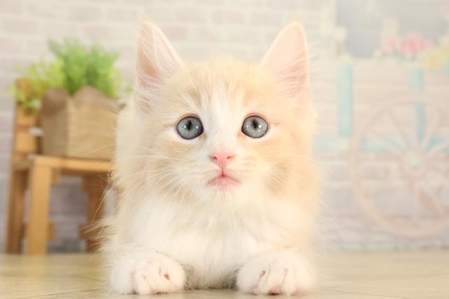 ノルウェージャン・フォレストキャット