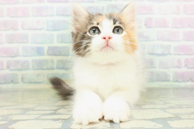 ノルウェージャン・フォレストキャット