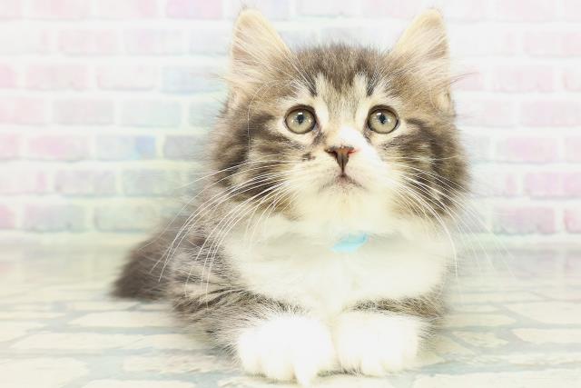 ノルウェージャン・フォレストキャット