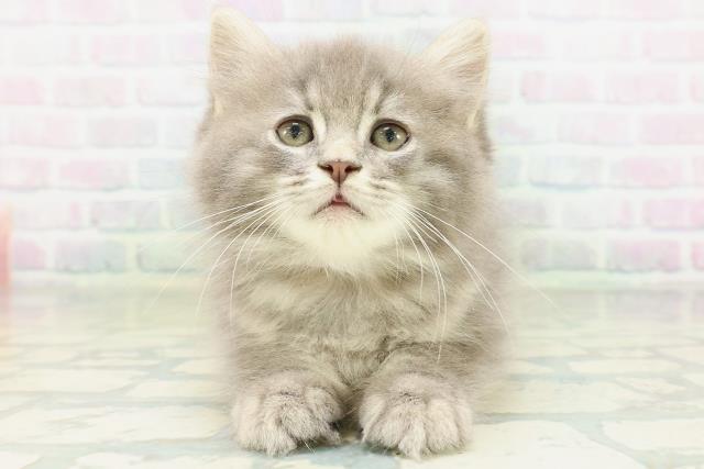 ノルウェージャン・フォレストキャット
