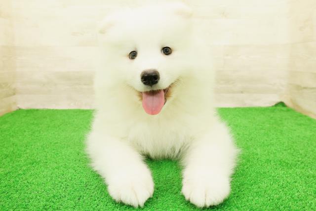 サモエド