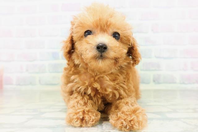 トイ・プードル