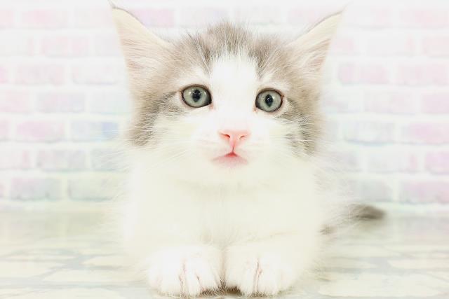 ノルウェージャン・フォレストキャット
