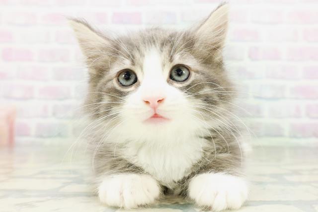ノルウェージャン・フォレストキャット