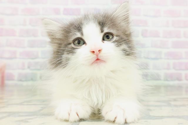 ノルウェージャン・フォレストキャット