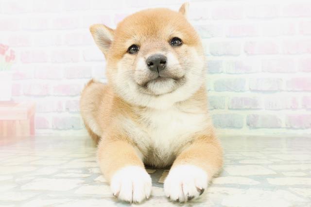 柴犬