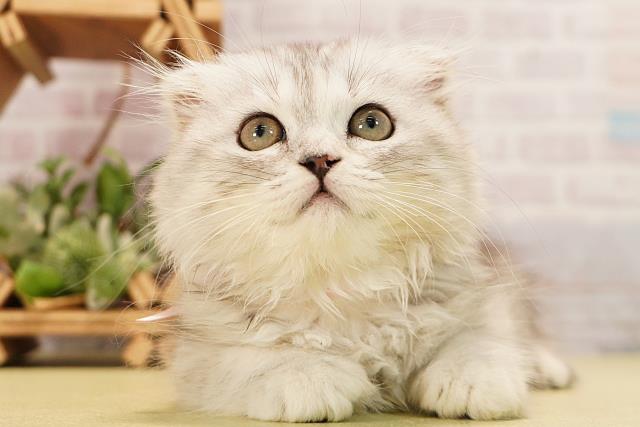 スコティッシュフォールド