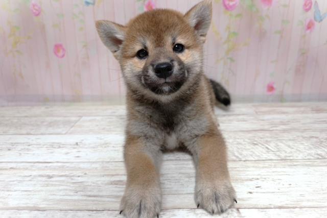 柴犬