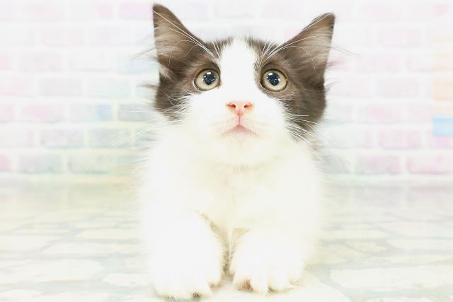 ノルウェージャン・フォレストキャット