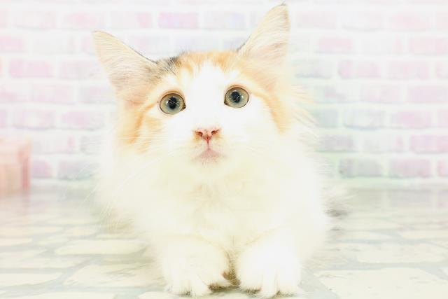 ノルウェージャン・フォレストキャット
