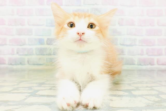 ノルウェージャン・フォレストキャット