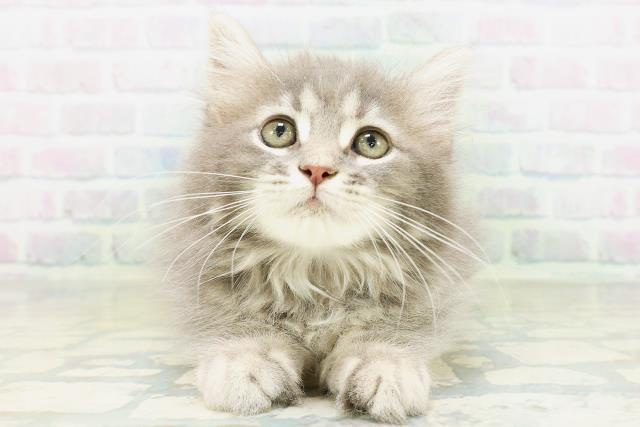ノルウェージャン・フォレストキャット