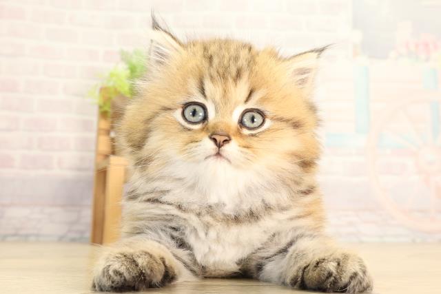 ペルシャ