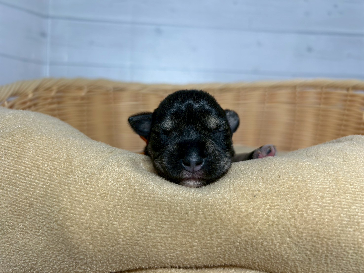 赤ちゃん写真1-1