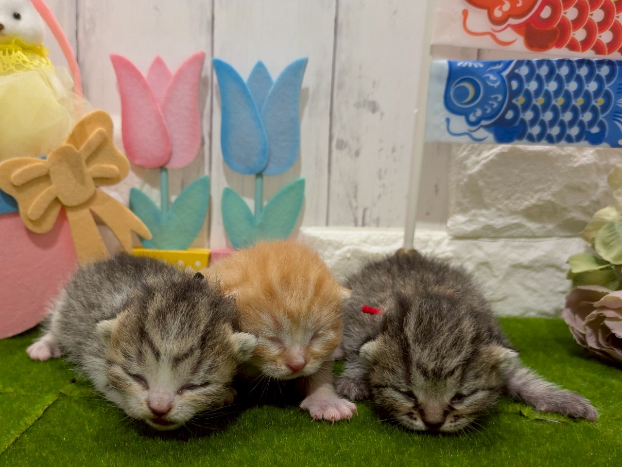 赤ちゃん写真1-3
