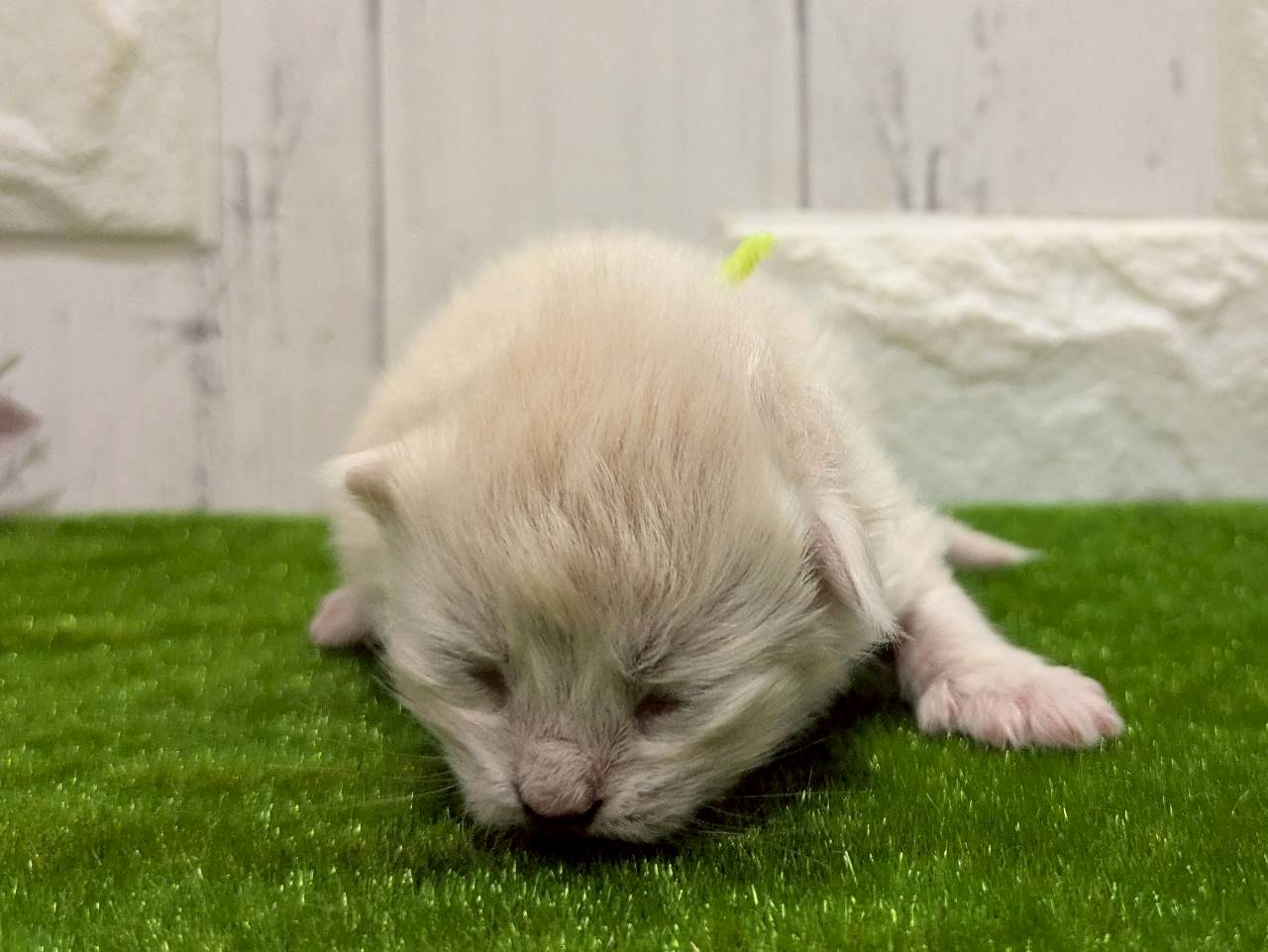 赤ちゃん写真1-1