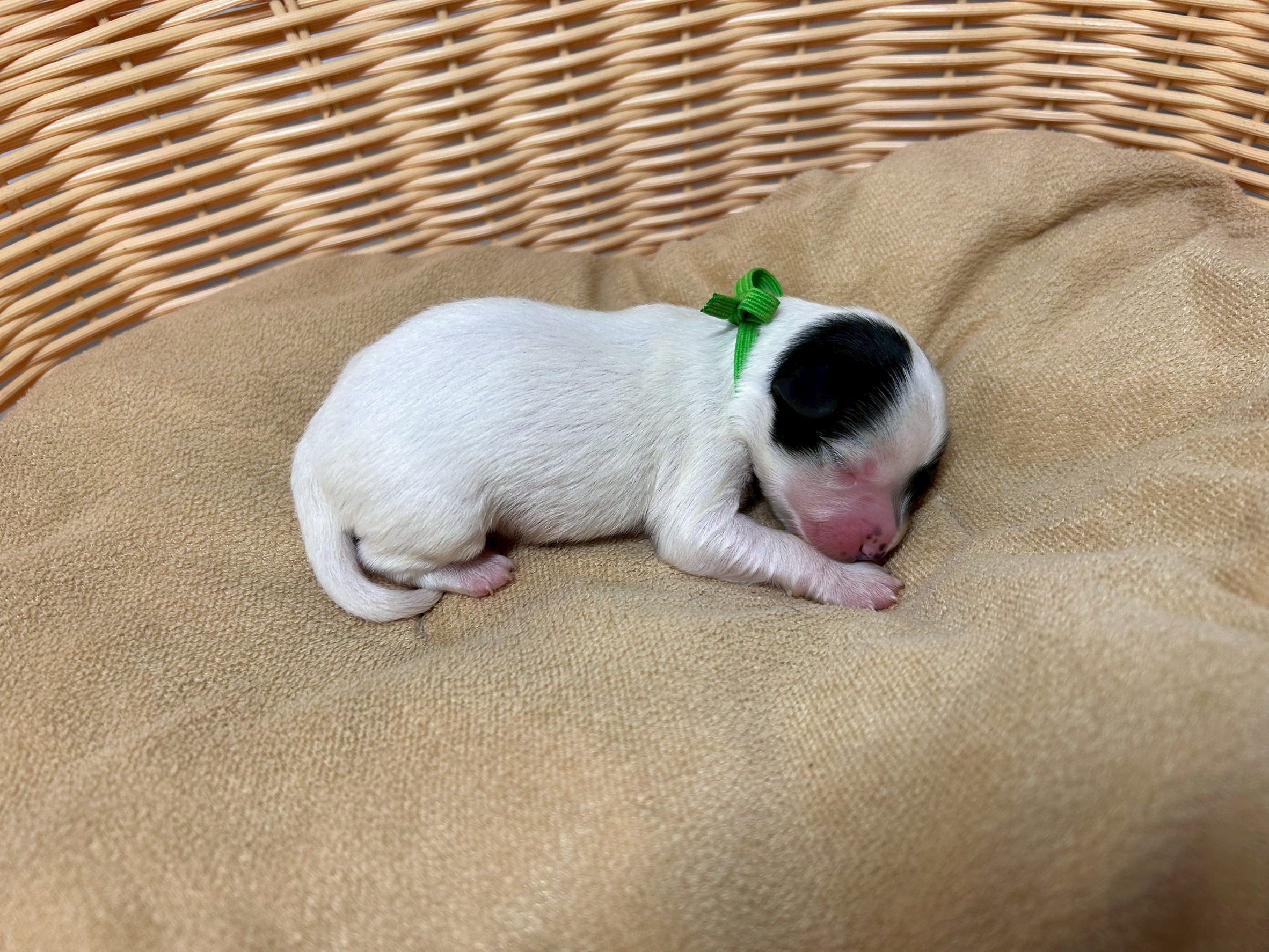 赤ちゃん写真1-2