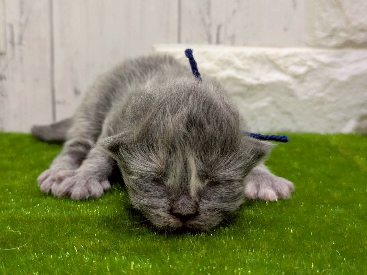 赤ちゃん写真1-1
