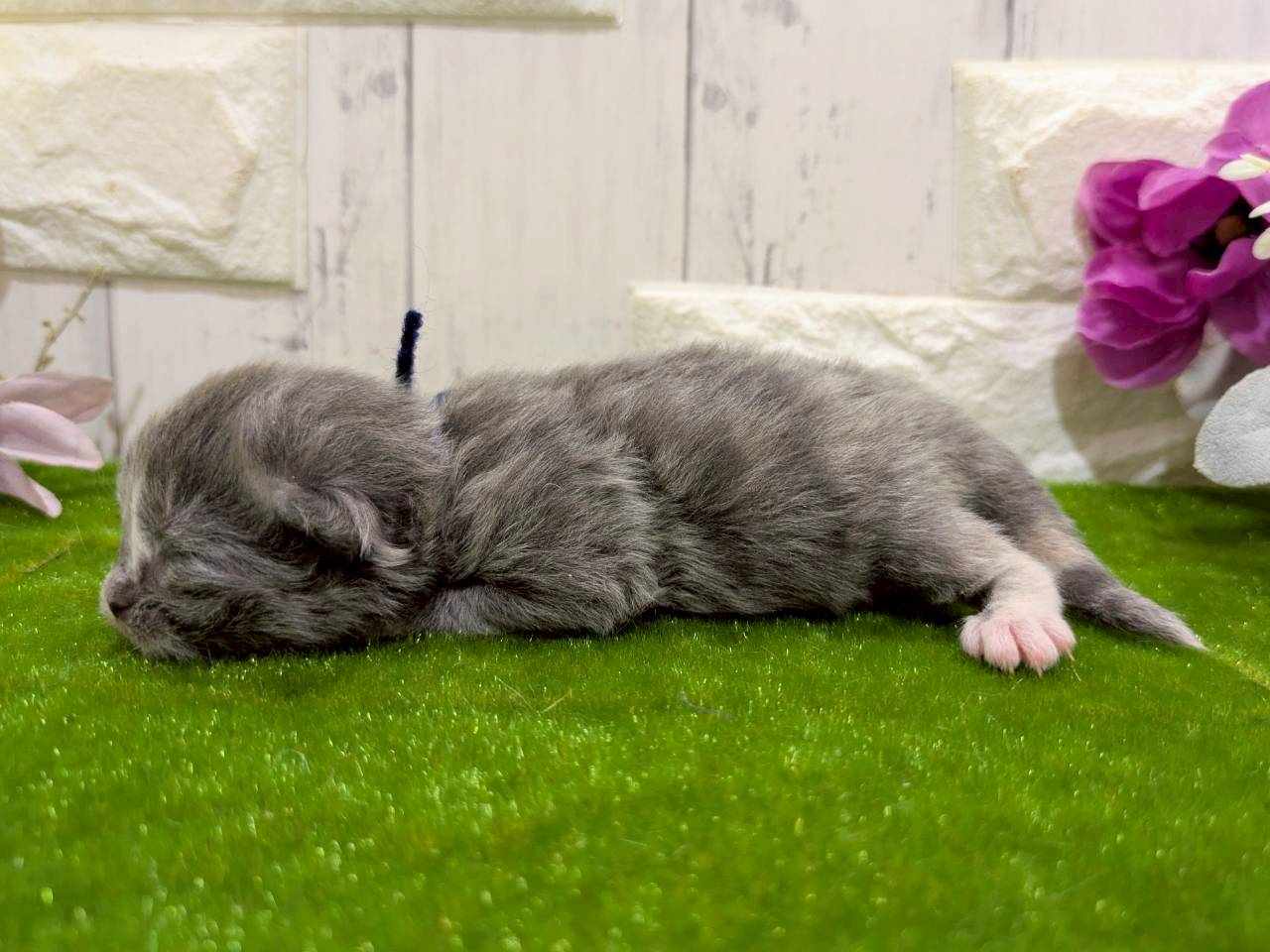 赤ちゃん写真1-2